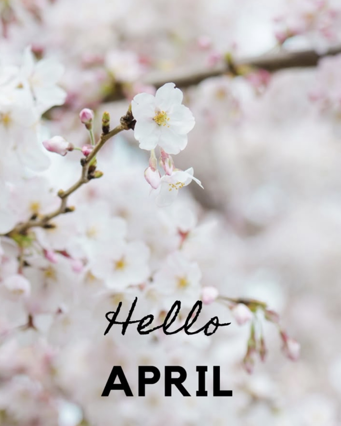 HAPicoffee ~ April special offer box set 