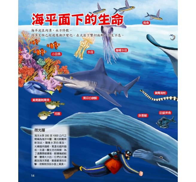 螢火蟲 繽紛多彩的海洋世界