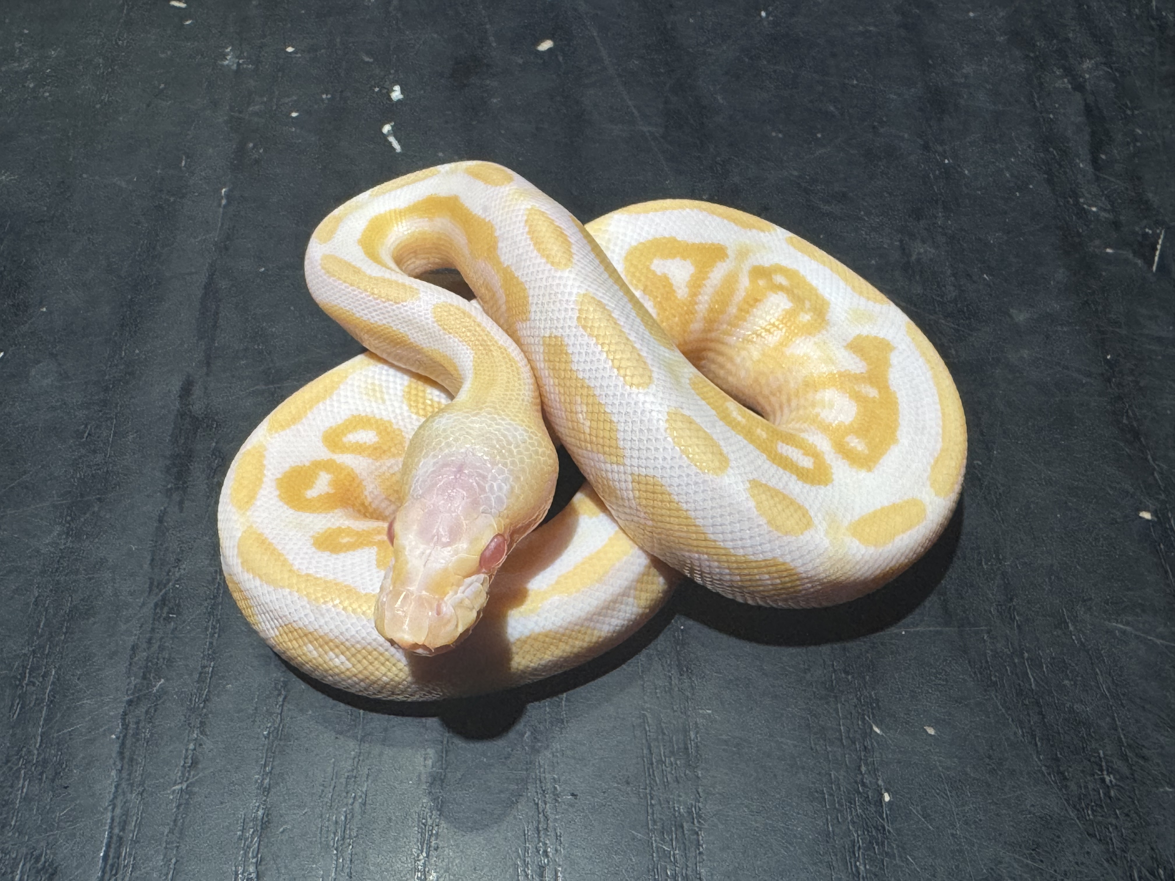 26 Albino Black Pastel het Pied 0.1