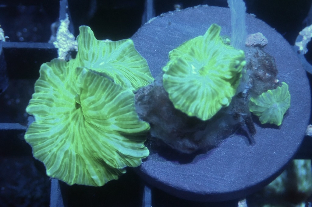 M13 多頭菇（frag座3.5cm)