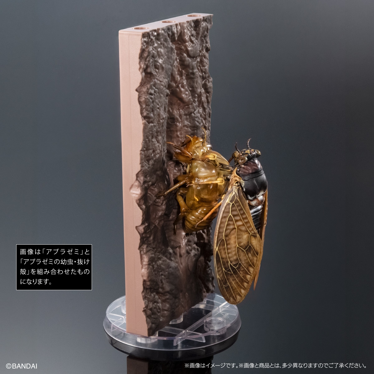 (預訂訂金 $100) (總價 $300) (Gashapon Online 限定) Bandai 生物大圖鑑 大棕色蟬 02 展示支架套裝 扭蛋 (行版) Cicada 02 Large Brown Cicada Display Stand Set