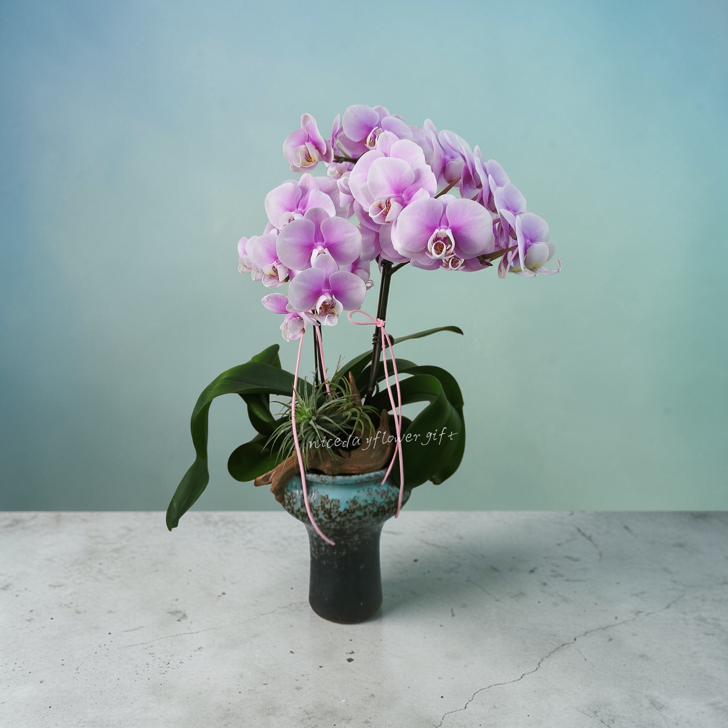 BO12 蝴蝶蘭枱花