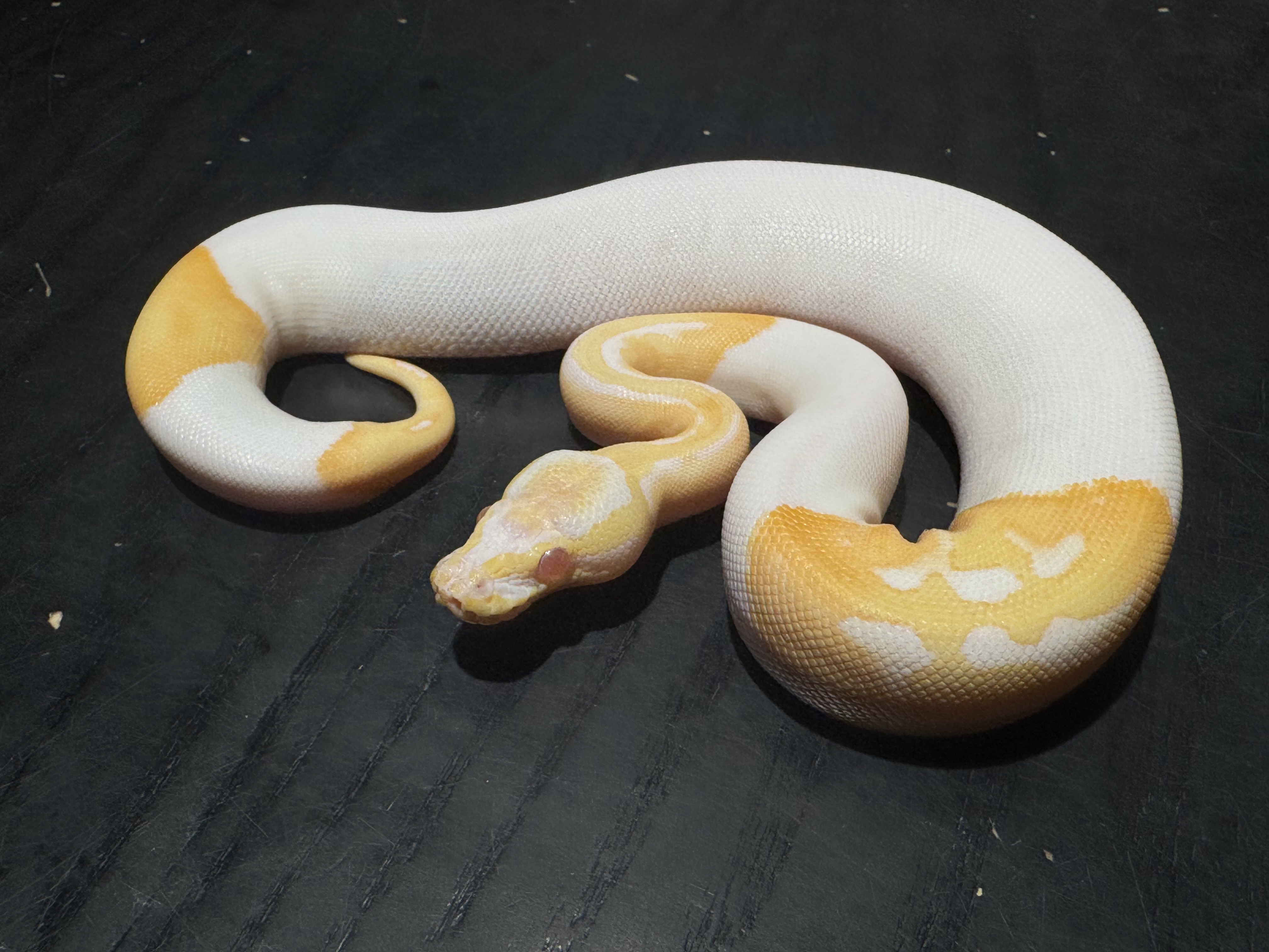 25 Albino Pied 0.1