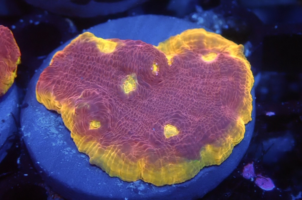 CH6 調色盤（開大約1.5 吋）