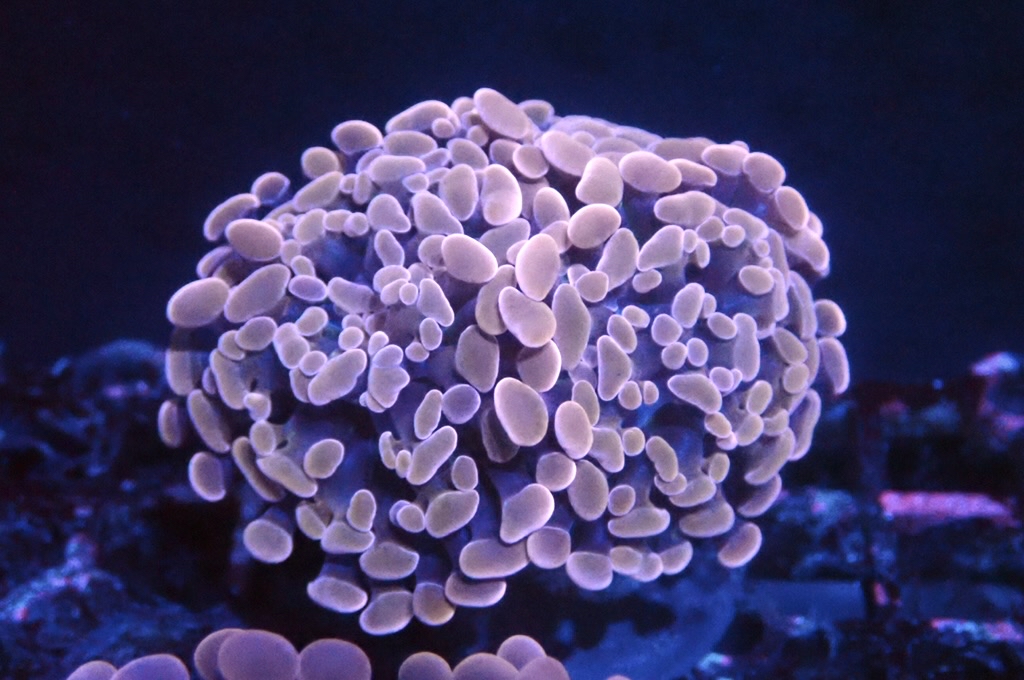 H16 豬腰  （開大約2.5吋）