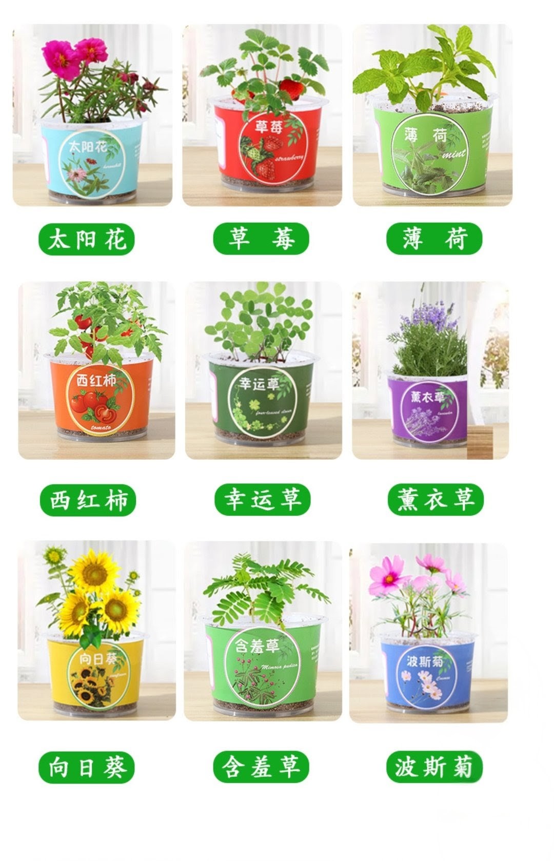 STEM科學實驗材料包- 種植觀察小盆栽 (G742) 🚛 送貨方式請選(4)        