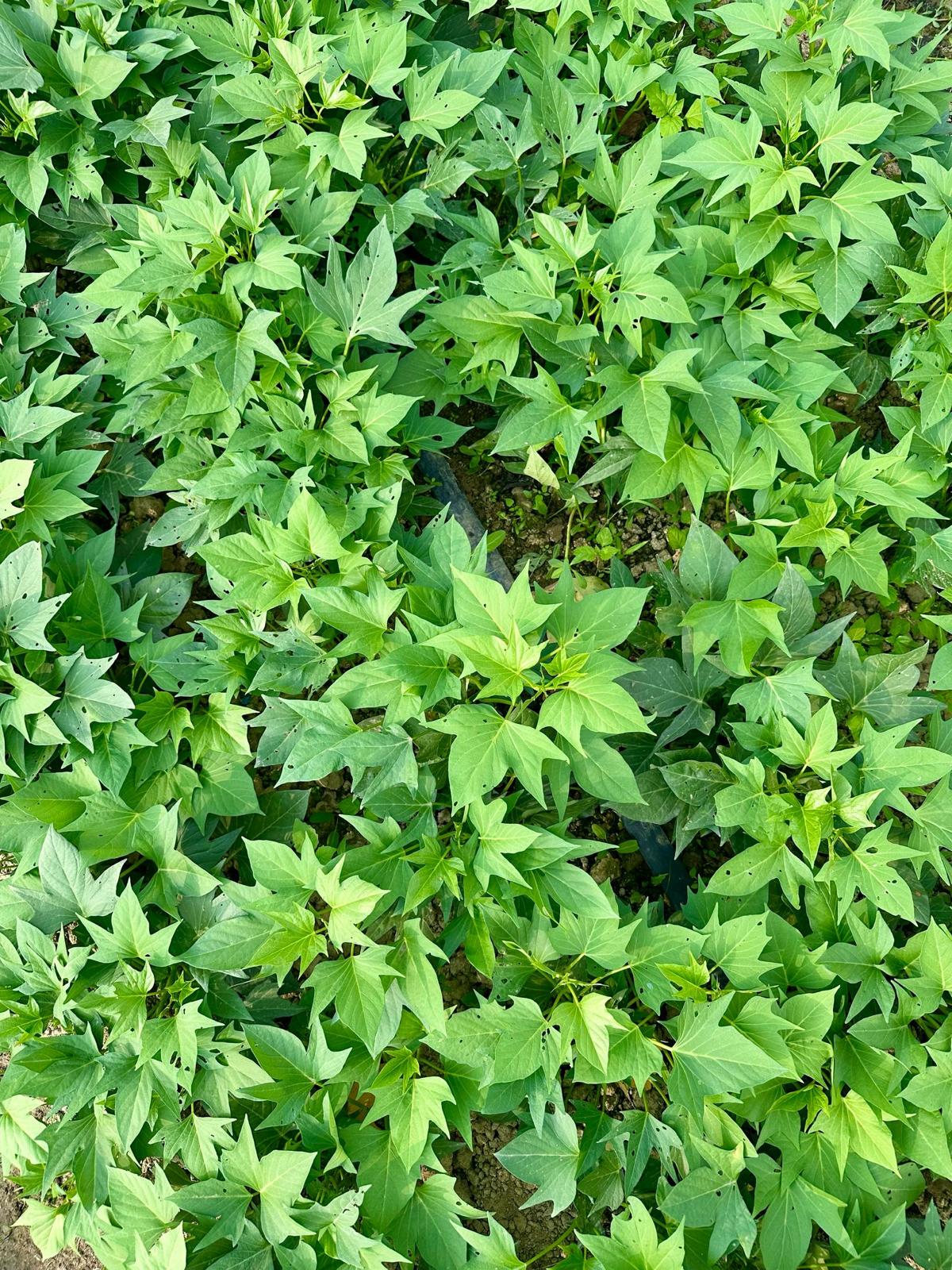 紅薯葉綠茶(酵素種植) 10g