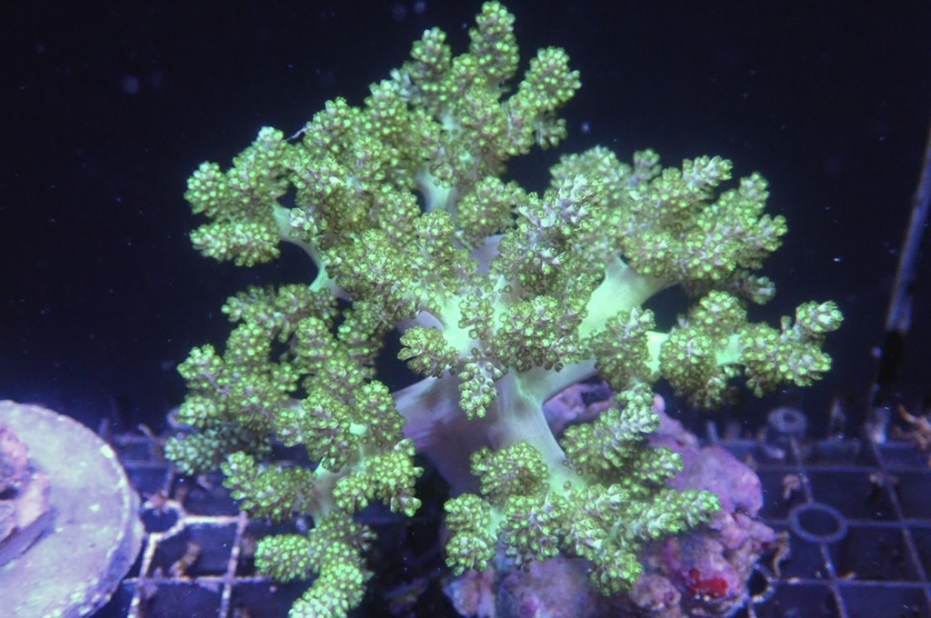 Tree 9 綠樹（開大約4.5吋）