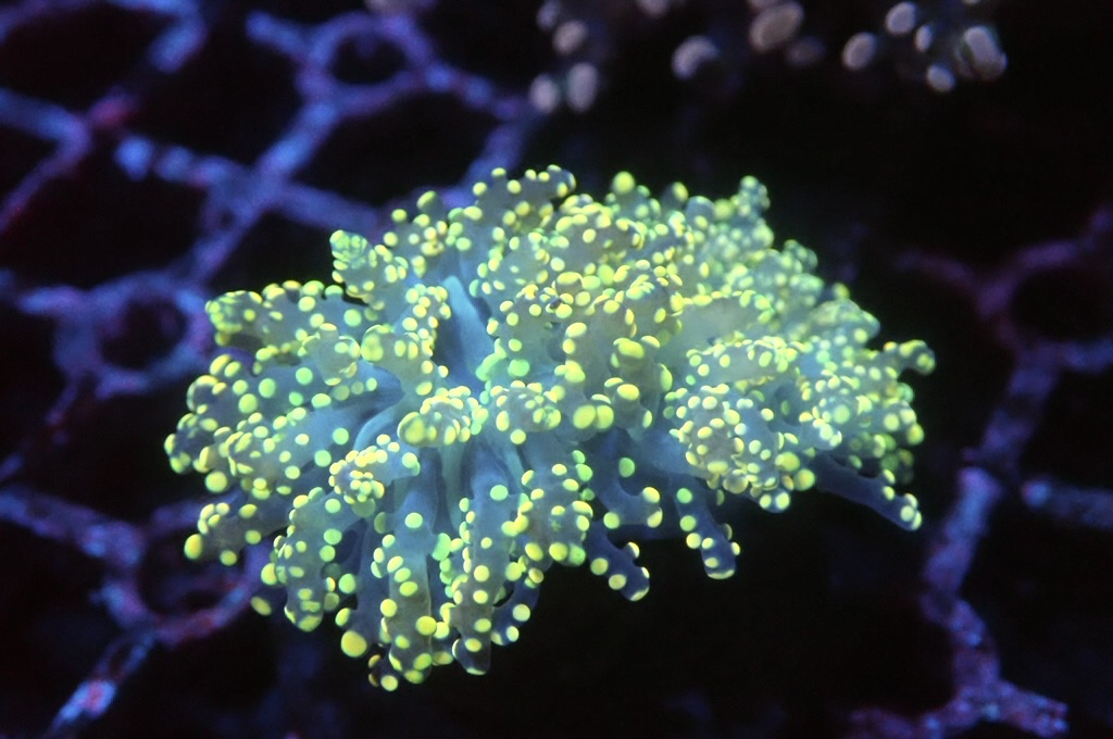 F16 啫喱（大約2.5吋）