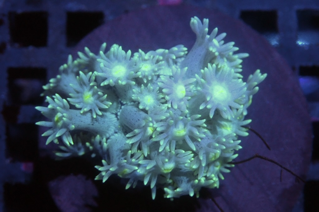 MG1 寶石花仔（frag座3.5cm)