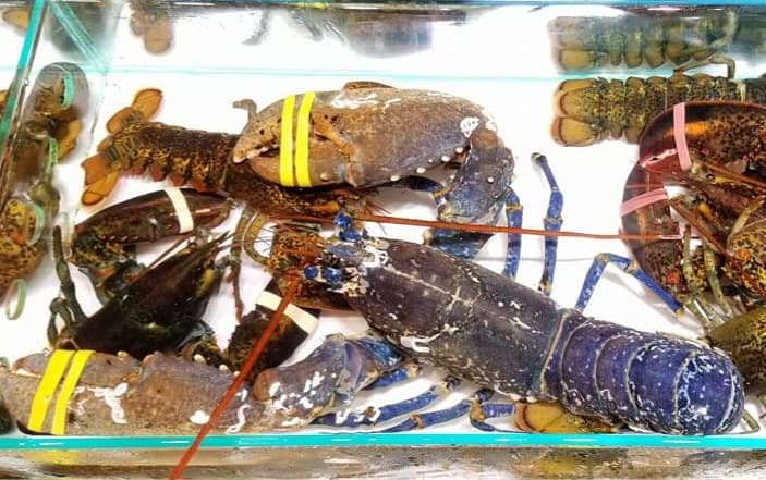 🇬🇧 生猛超甜有膏英國藍龍蝦🦞 10両至3.5斤/隻