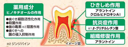 小林製藥-小林製藥生葉牙齦緊緻牙膏 100g【平行進口】