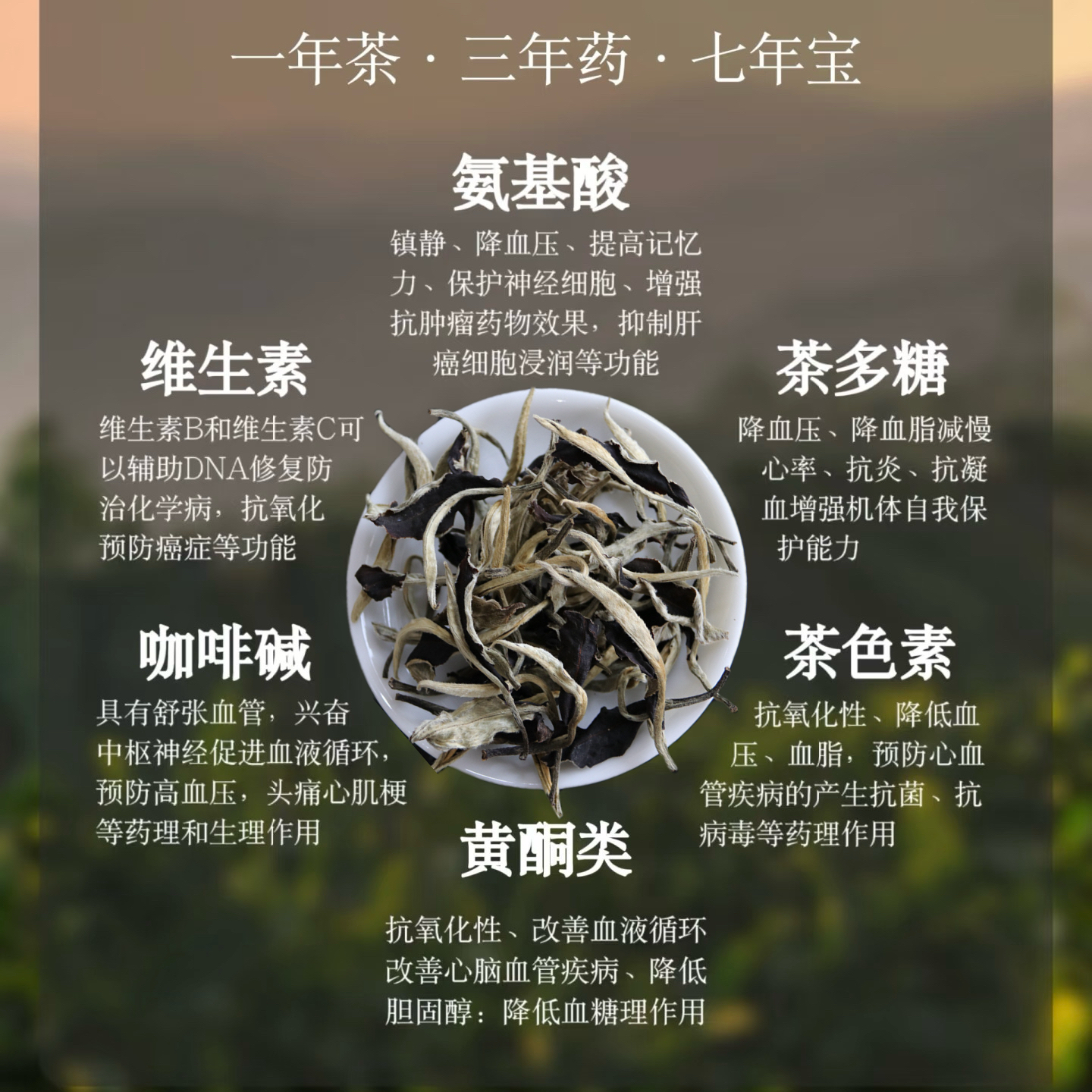 【春日茶园】五大罐古树月光白茶送礼自饮两相宜健康实用好礼推荐伴手礼爱茶人必备口粮茶健康茶叶礼盒