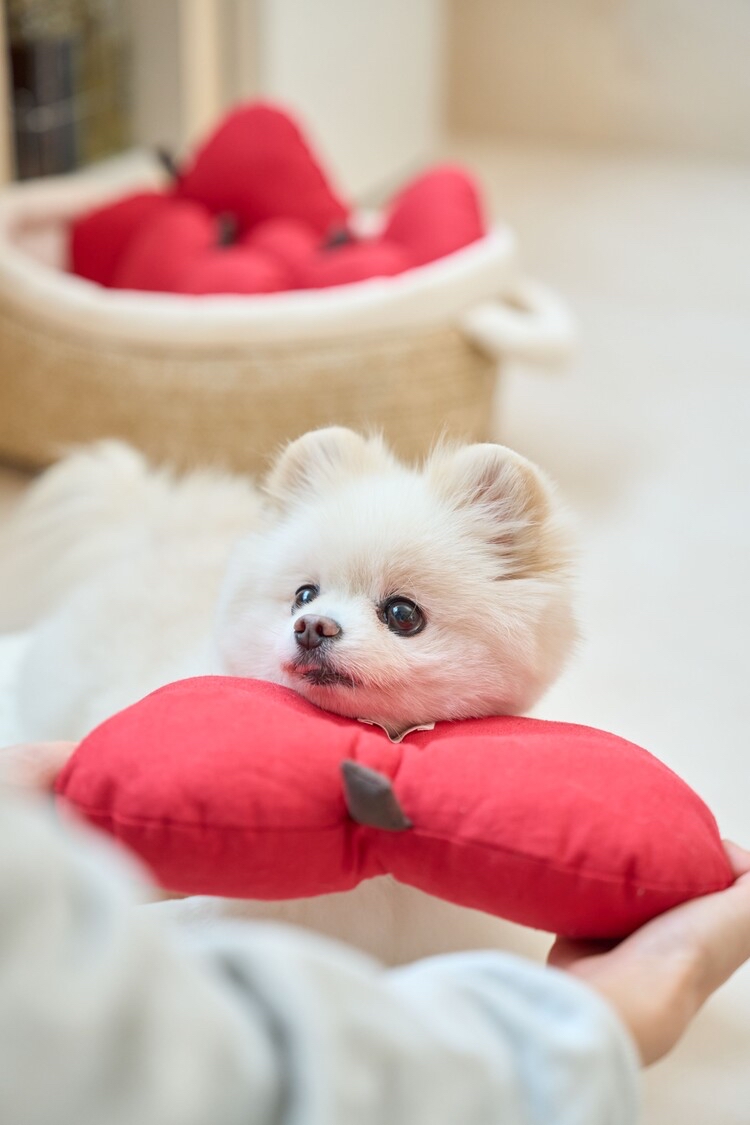 韓國 apple pillow 🍎