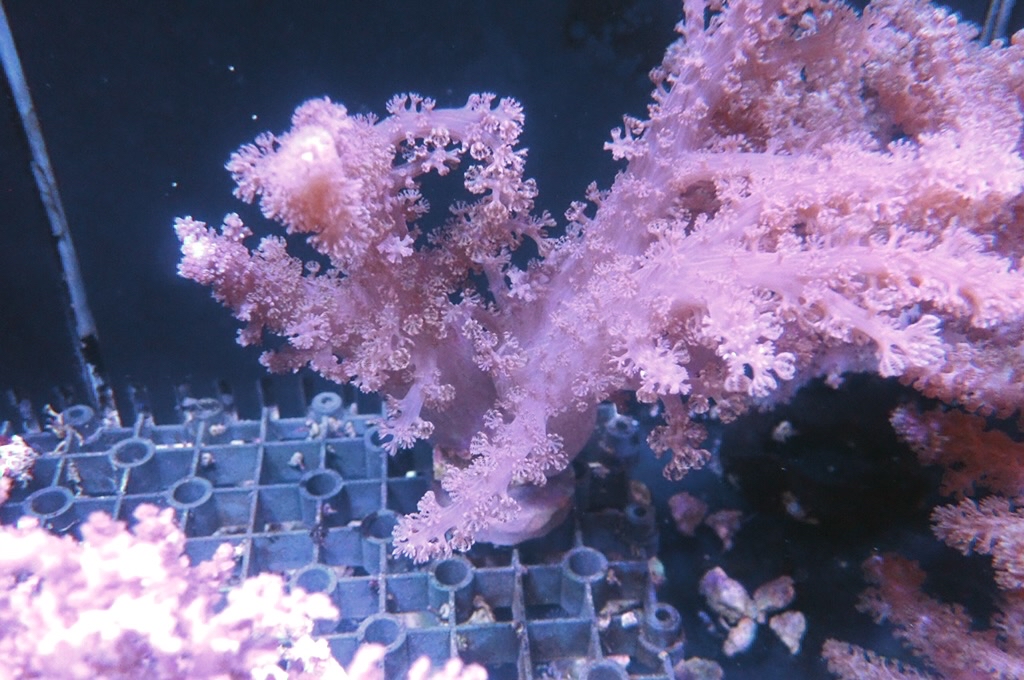 Tree 13 九尾狐 (開大約6.5吋）