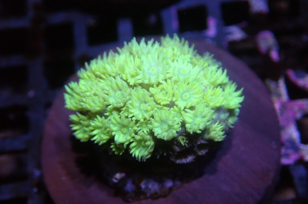 MG9 寶石花仔 （FRAG座3.5CM）