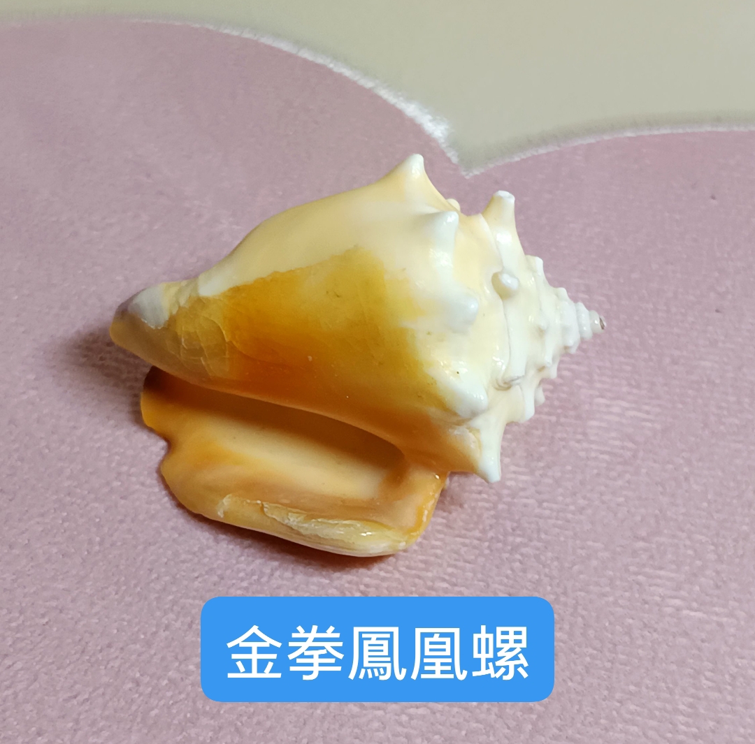 天然真海螺4件套