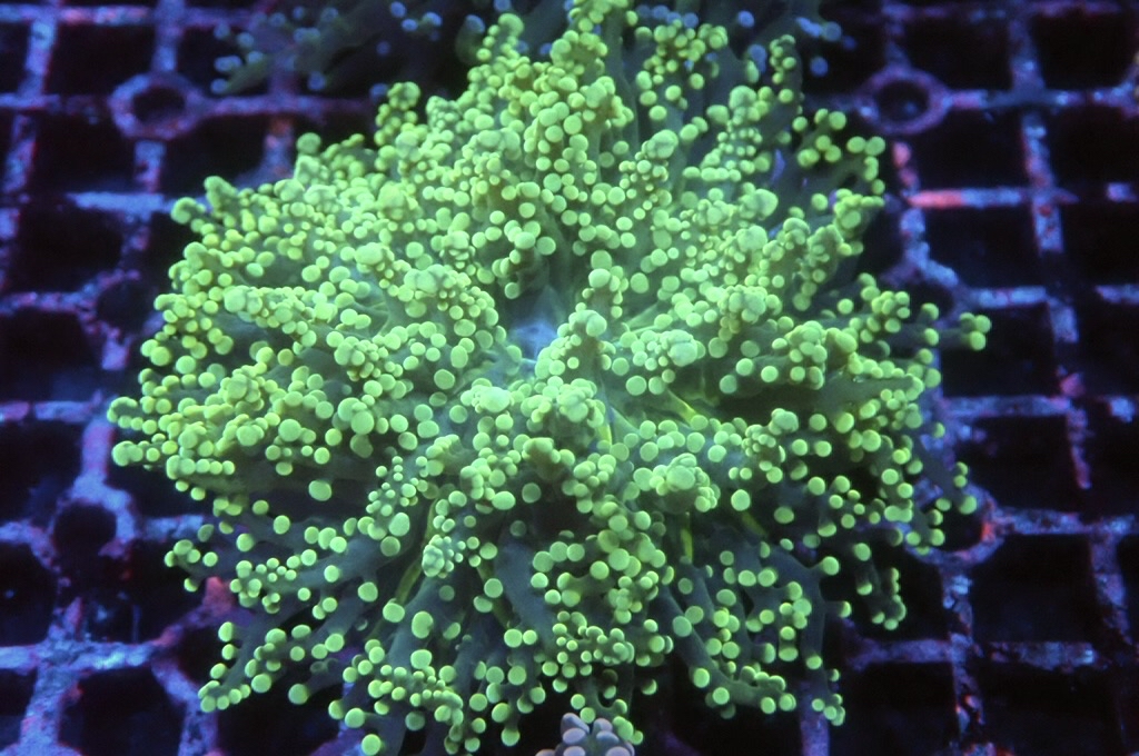 F10 啫喱（大約4吋）