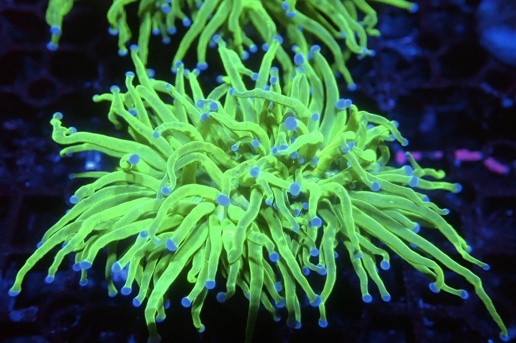 T18 超螢光綠火柴（開大約2.5吋）