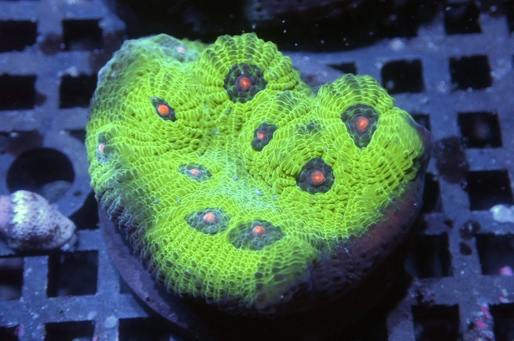 N11（開大約1.5吋）