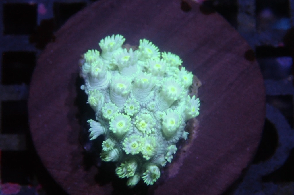 MG1 寶石花仔 （FRAG座3.5CM）