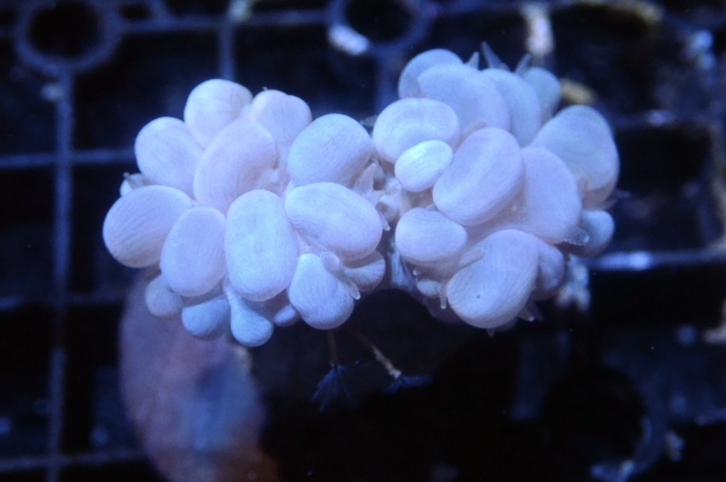 BU4 白波子（大約2. 吋）