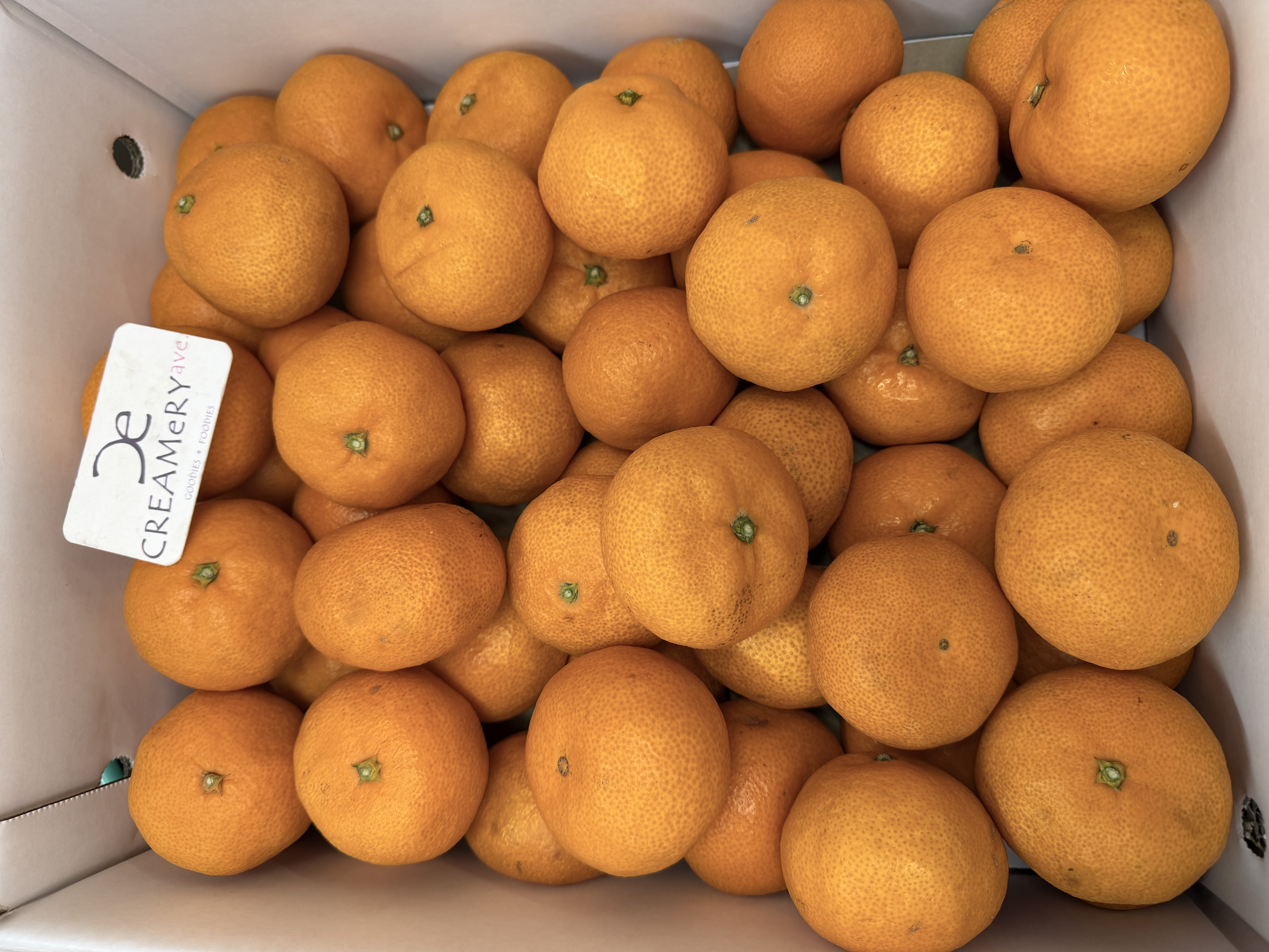 日本長崎産蜜柑 JA 温室みかん M 1磅（±7-8個）